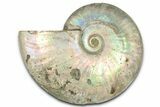 Silver Iridescent Ammonite (Cleoniceras) Fossil - Madagascar #328377-1